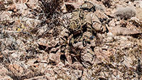 Tru-Spec MultiCam Arid